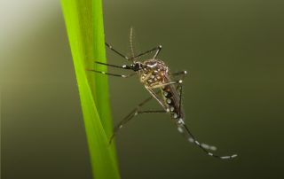 Mosquito de la fiebre amarilla. Roger Eritja Copyright