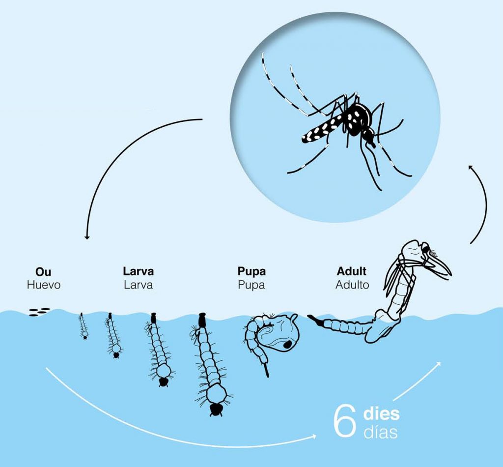 Cicle de vida del mosquit tigre