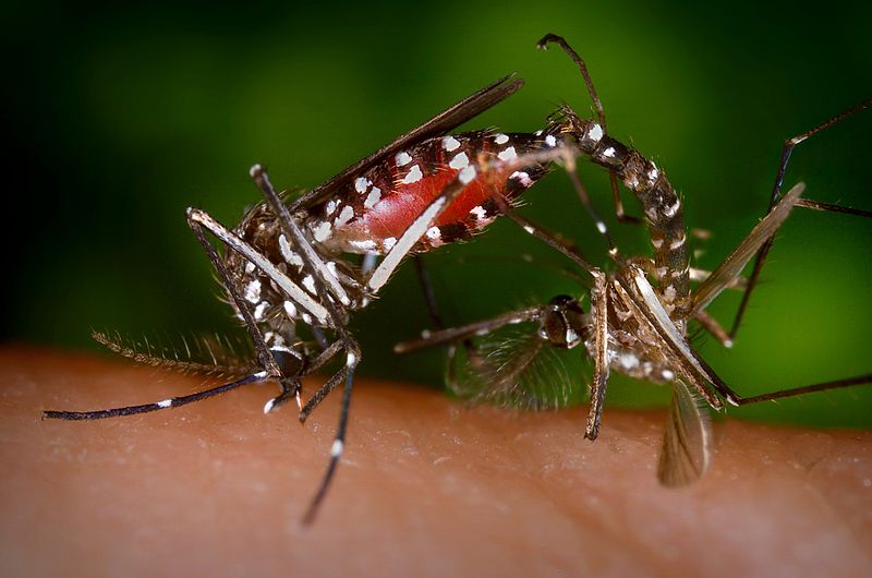 Aedes albopicus. Foto: James Gathany (CDC) PD