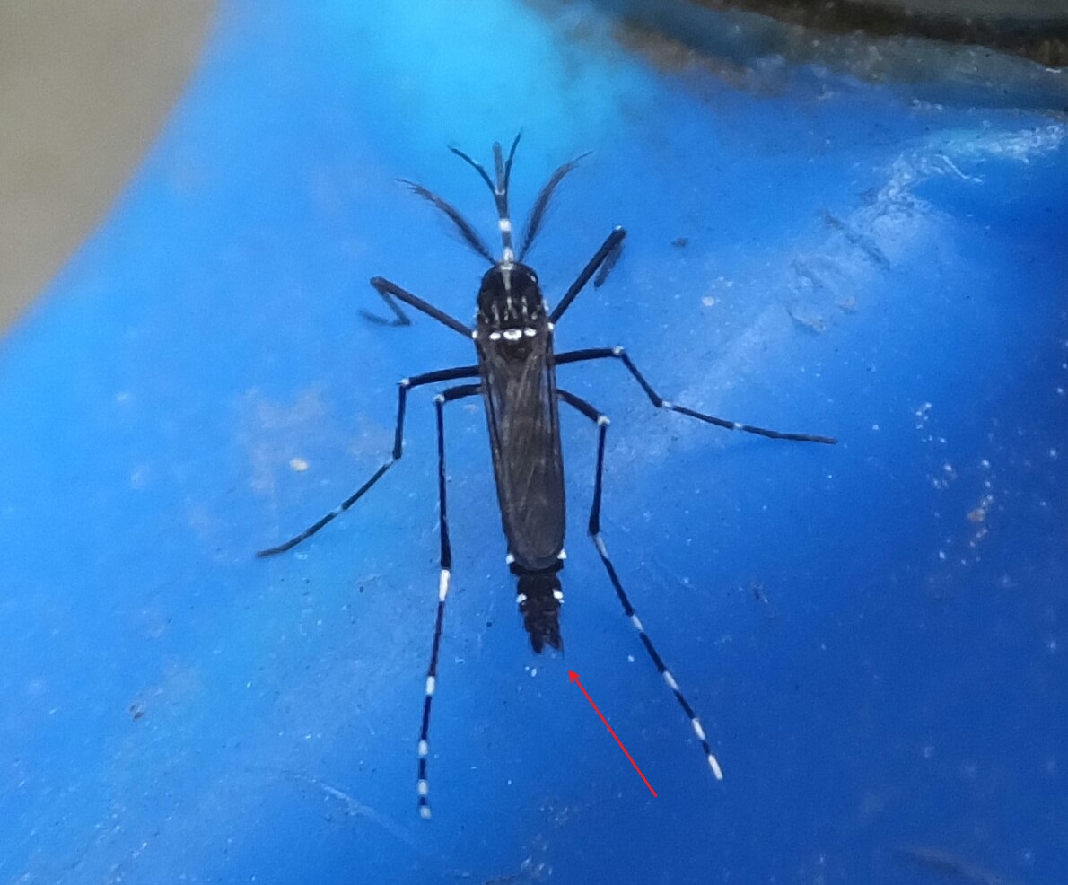 Mascle de mosquit tigre (Aedes albopictus) amb els genitals visibles a l'extrem de l'abdomen. Foto enviada per un participant amb l'app. Crèdits: Mosquito Alert CC-BY