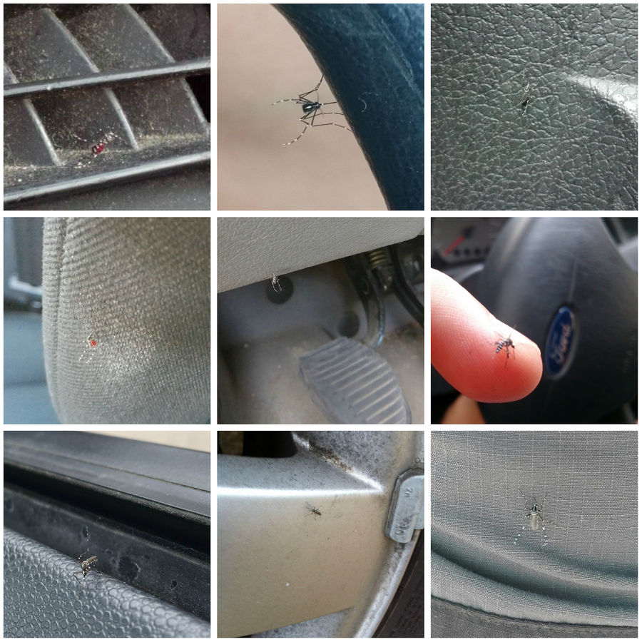 Fotos de mosquito tigre dentro de los coches enviadas por los ciudadanos con la app Mosquito Alert. Autor: Mosquito Alert CC-BY