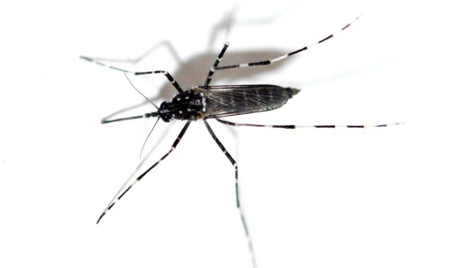 Ejemplar de Aedes vittatus. Foto: El desinsectador - desinsectador.com