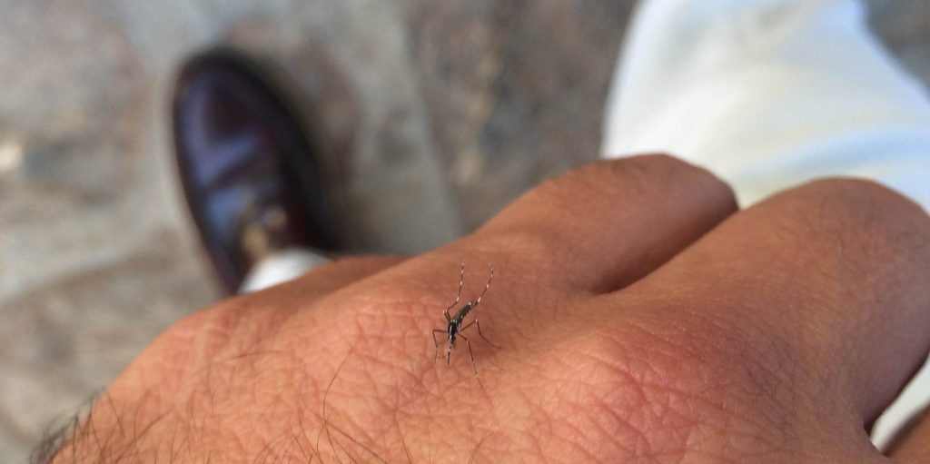 Foto de un mosquito tigre enviada por una persona a la app Mosquito Alert. Mosquito Alert CC-BY