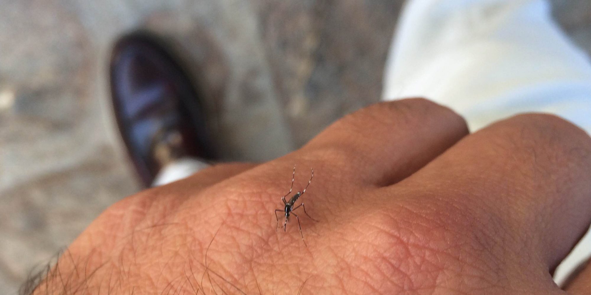 Foto d'un mosquit tigre enviada per una persona a l'app Mosquito Alert. Mosquito Alert CC-BY