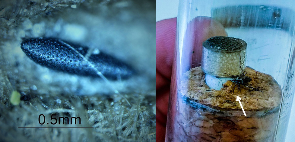 Huevo y adulto de mosquito tigre hallazgos por los investigadores de la UEX. Foto: UEX
