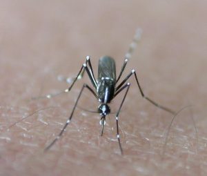 Aedes albopictus, Mosquito Alert