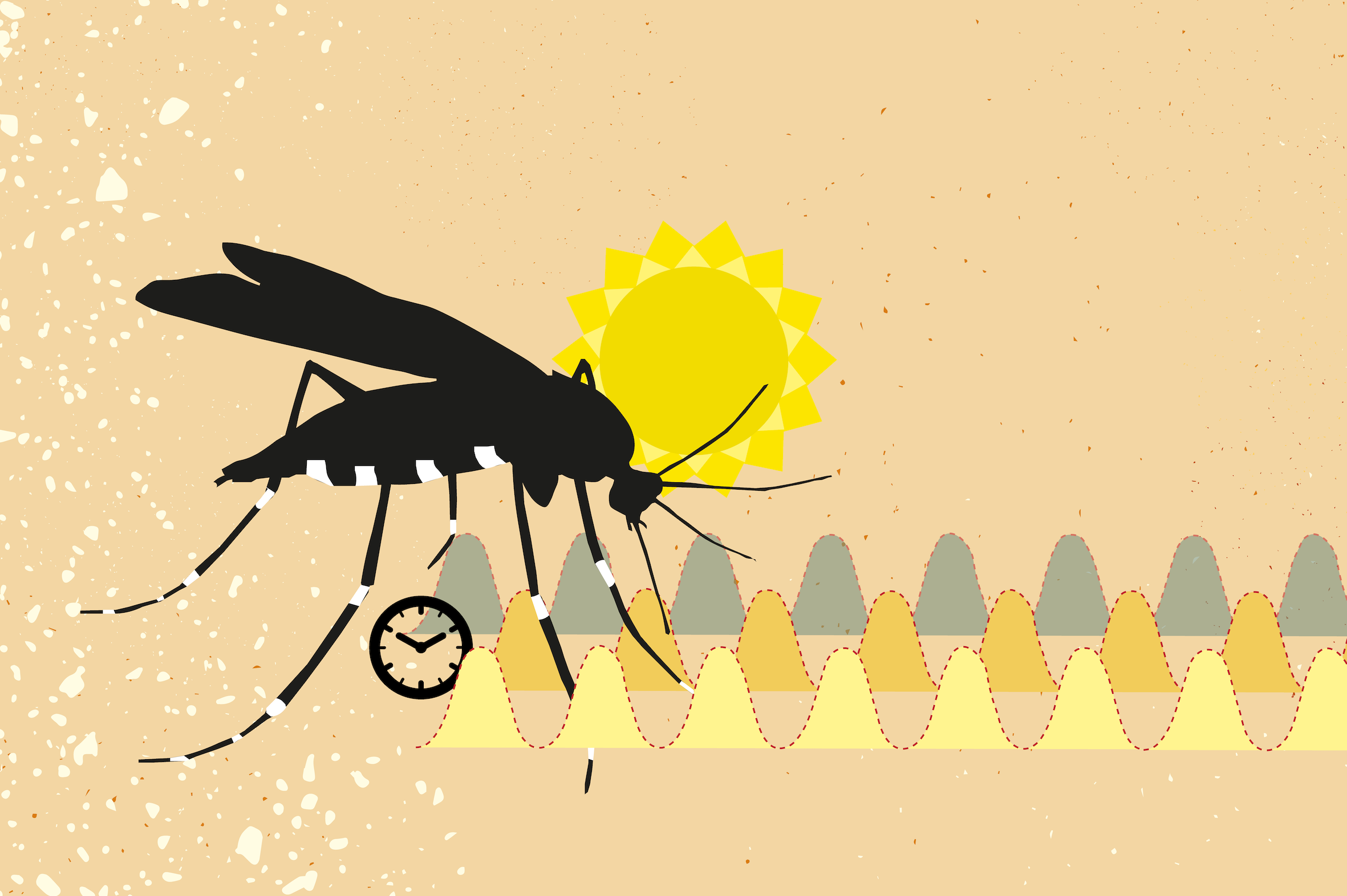 Why mosquitoes appear in spring. 