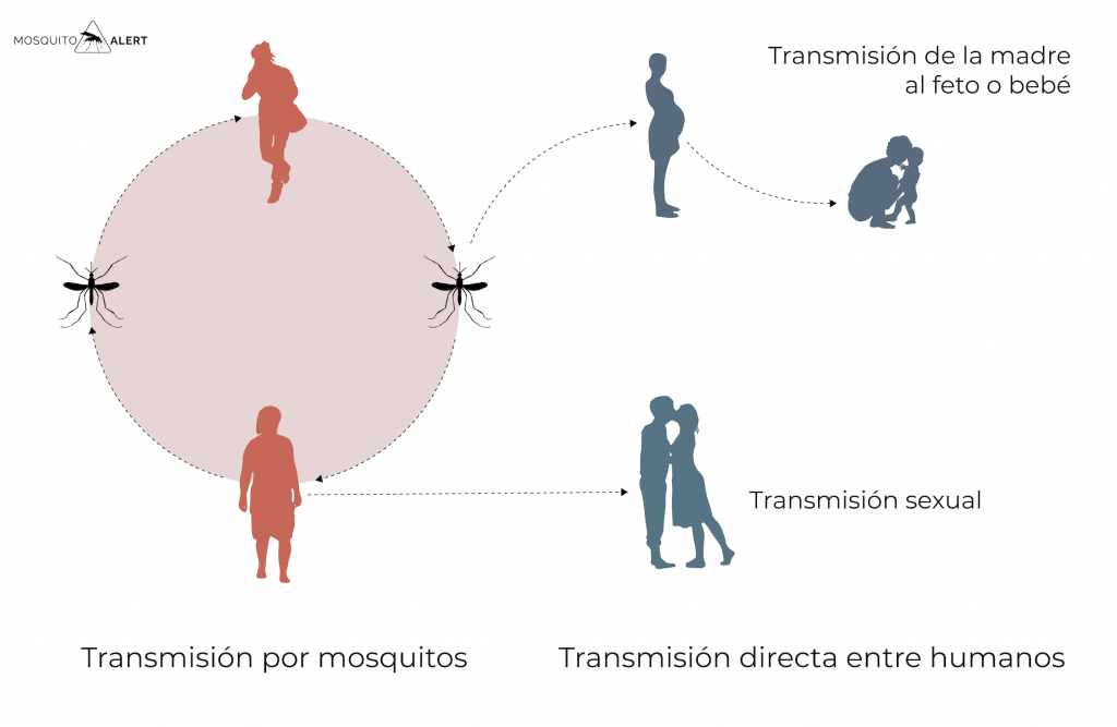 Zika embarazo transmisión sexo Mosquito Alert