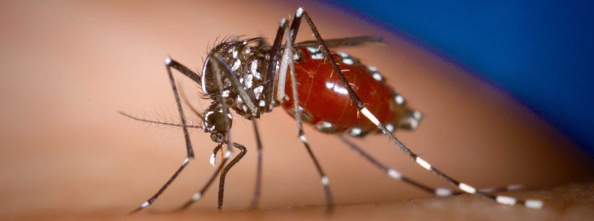 Femella de mosquit tigre (Aedes albopictus) succionant sang d'una persona. Foto: James Gathany, CDC