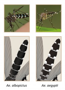 Dibuixos de l'abdomen. Esquerra: mosquit tigre; dreta: mosquit de la febre groga. Dibuix: José Luís Ordóñez, CREAF