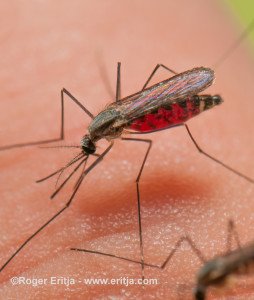 Anopheles plumbeus mosquito female biting on human skin