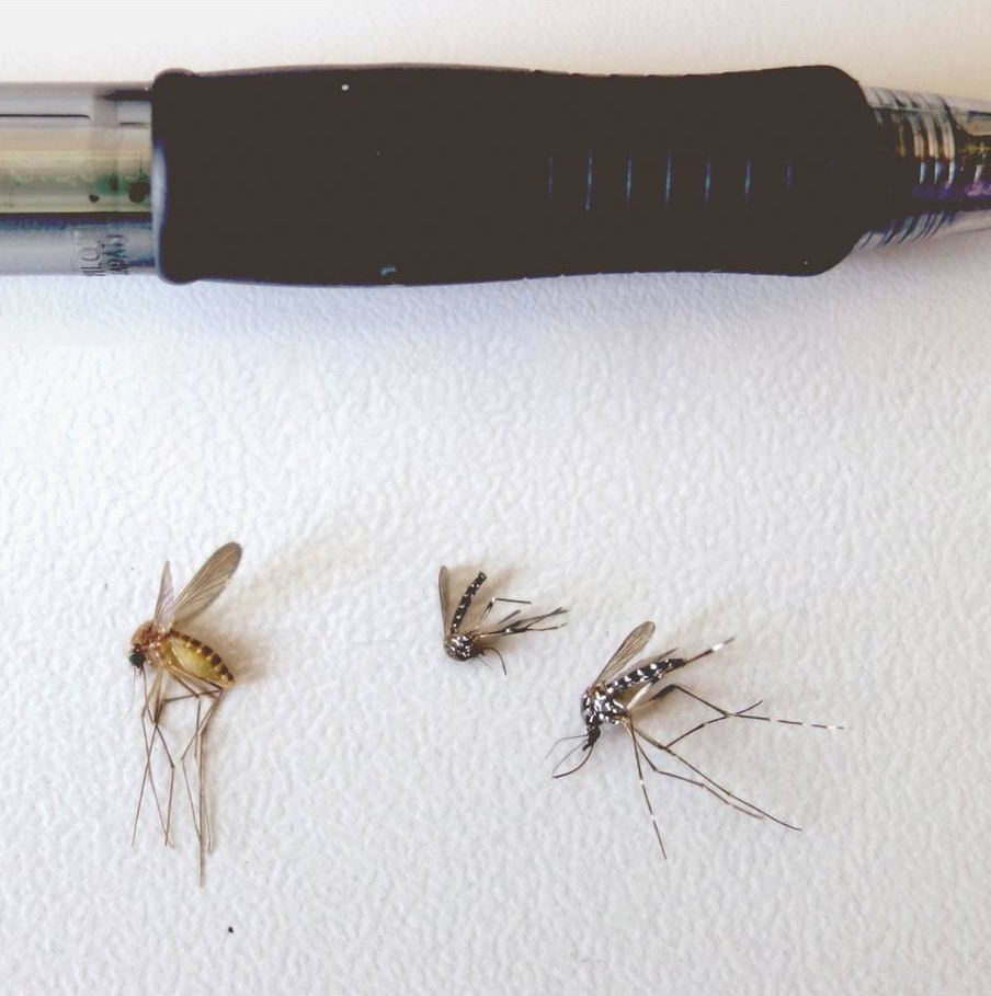 Adult common mosquito (left) and two adult tiger mosquitos (right).