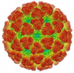 Virus Chikungunya. Wikipedia (CC BY-SA 3.0)