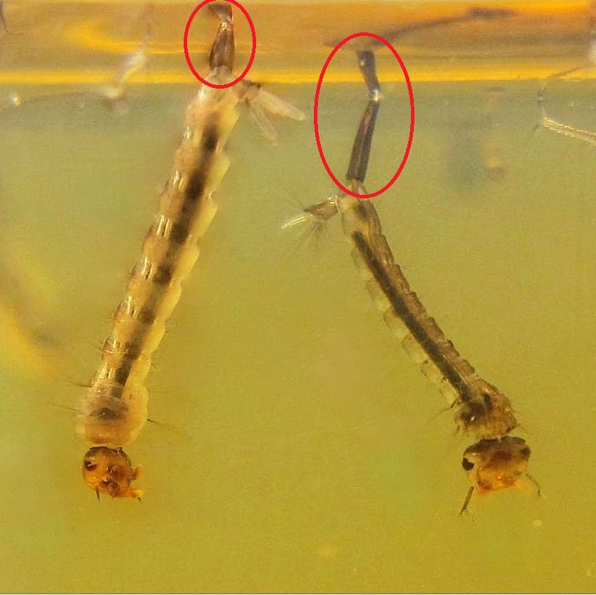 The siphon of tiger mosquito larvae (left) and the smaller one of the common mosquito (right