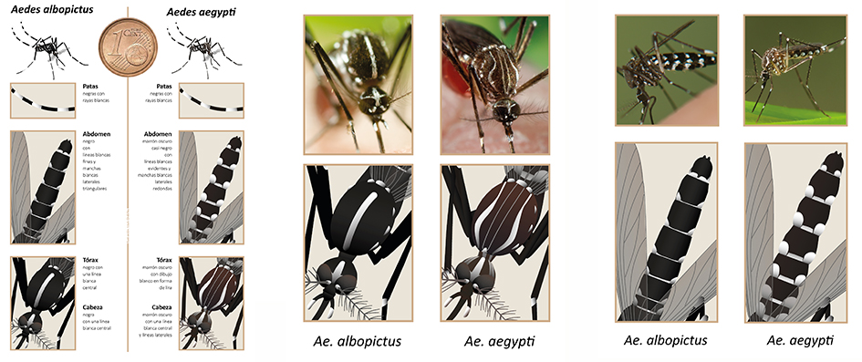 Comparación del mosquito tigre y el mosquito de la fiebre amarilla. Dibujos: J.Luis Ordóñez (CC BY NC)