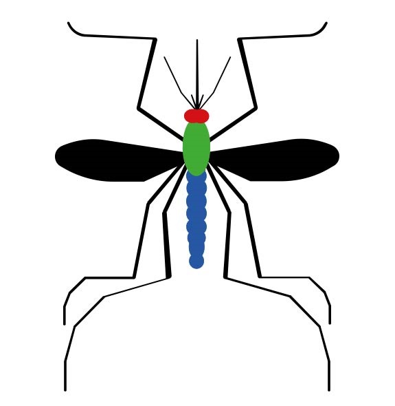 Red: head with antennae; green: thorax with the legs and wings; blue: abdomen