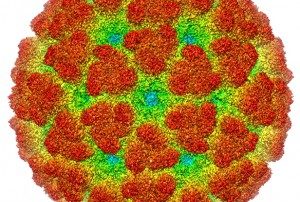 Virus Chikungunya. Wikipedia (CC BY-SA 3.0)