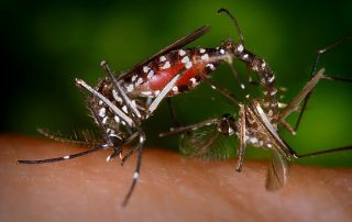 Aedes albopicus. Foto: James Gathany (CDC) PD