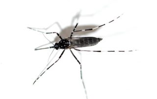 Aedes vittatus. Foto: El desinsectador - www.desinsectador.com
