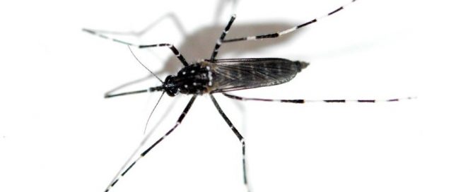 Aedes vittatus. Foto: El desinsectador - www.desinsectador.com